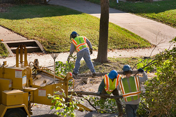 Best Seasonal Cleanup (Spring/Fall)  in Lake Success, NY